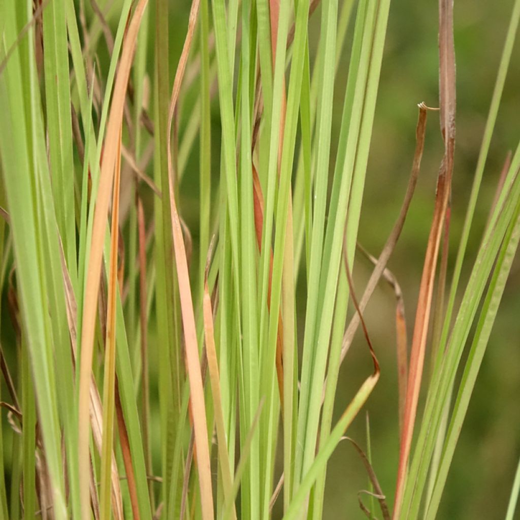 Schizachyrium scoparium Blaze - Herbe à balais