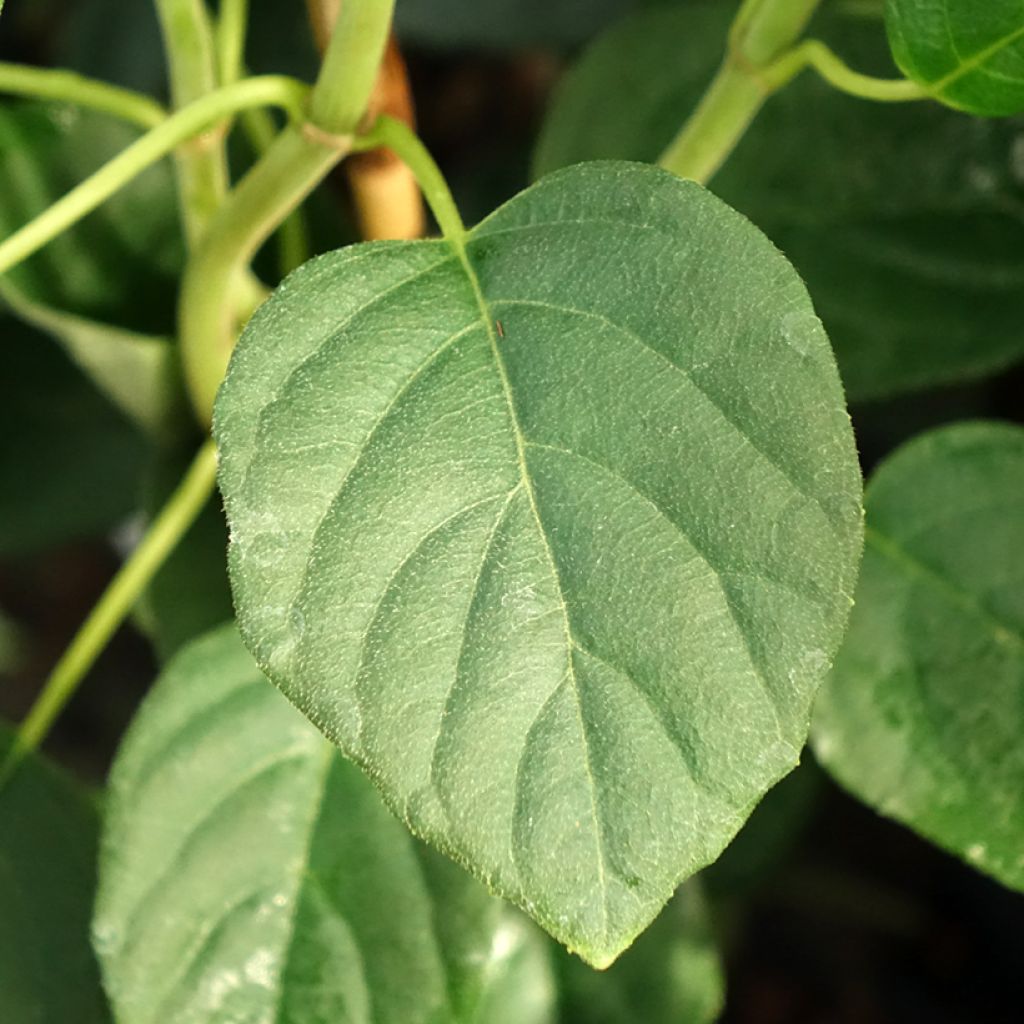 Schizophragma Angel Wings - Hortensia grimpant