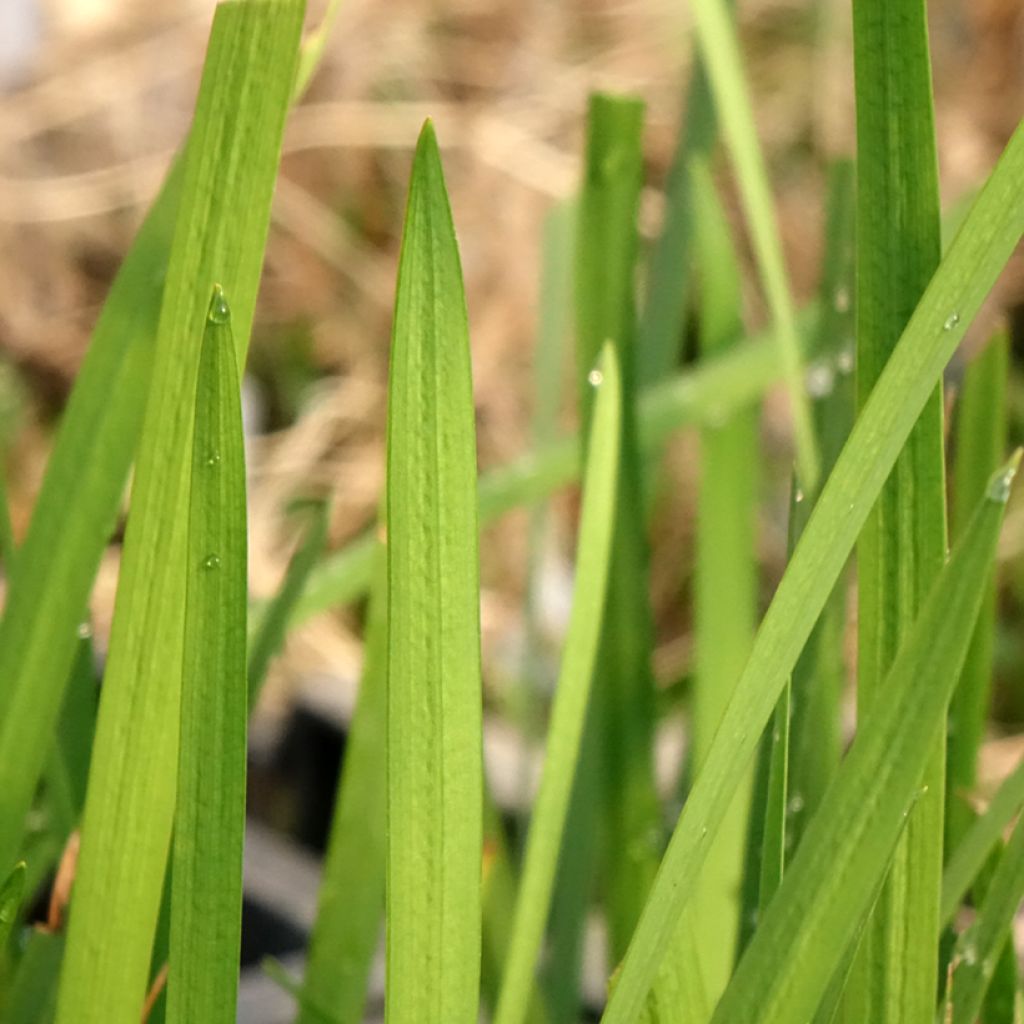 Schizostylis coccinea - Lis des Cafres