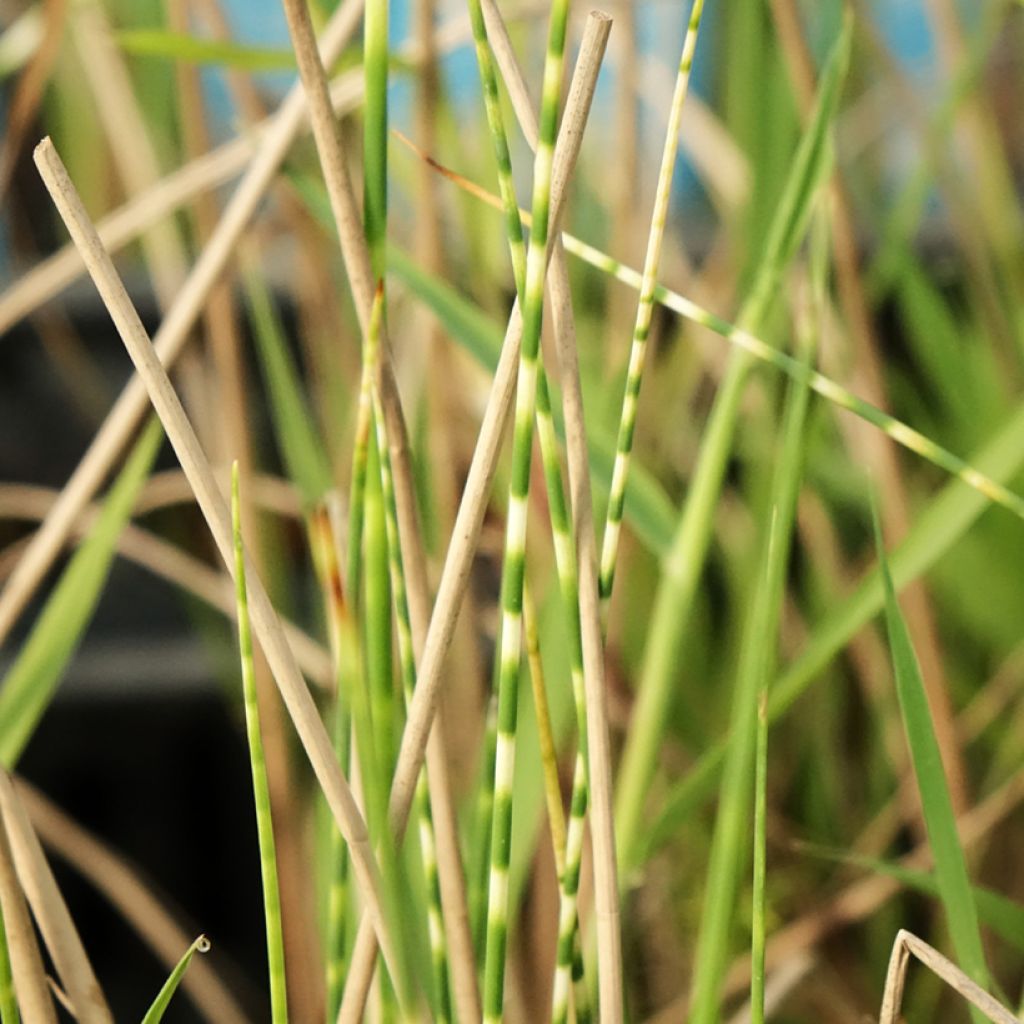 Schoenoplectus tabernaemontani Zebrinus - Scirpe aigu à tiges zébrées