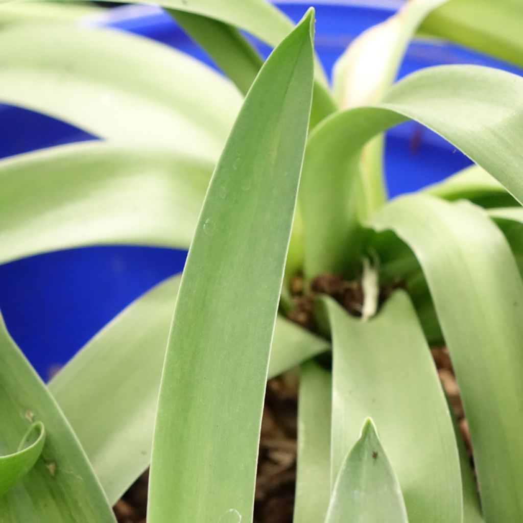 Scille du Pérou - Scilla peruviana