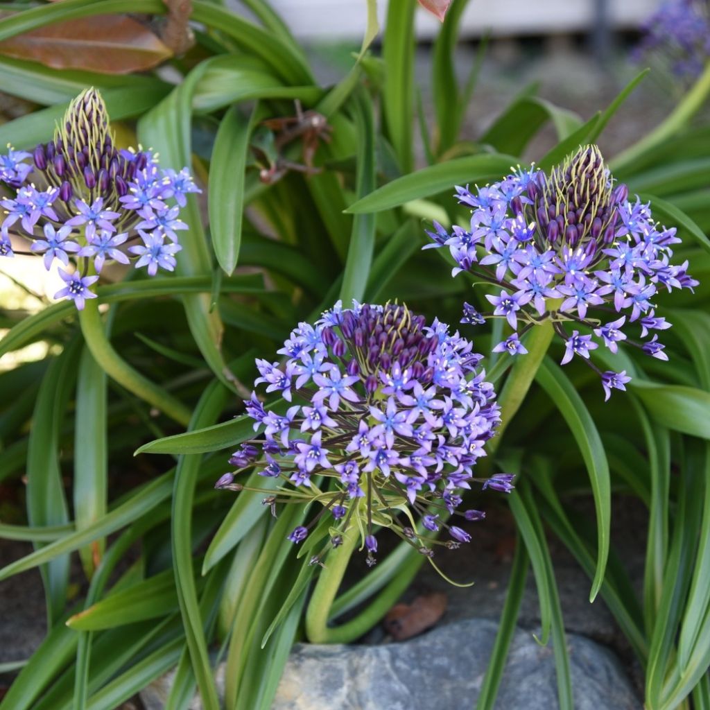 Scille du Pérou - Scilla peruviana