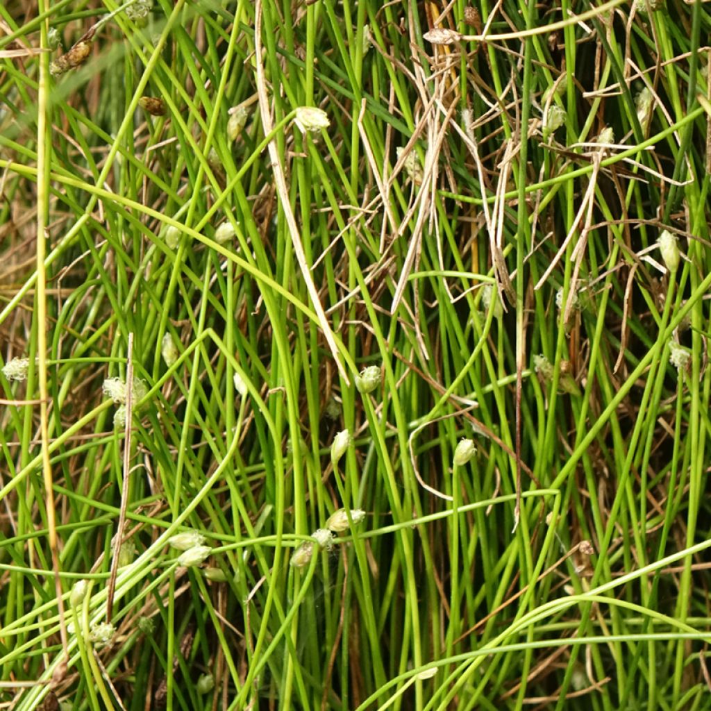 Scirpus cernuus - Souchet penché