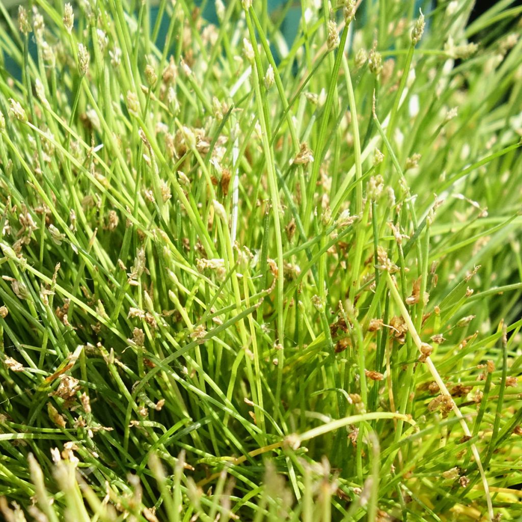 Scirpus isolepsis