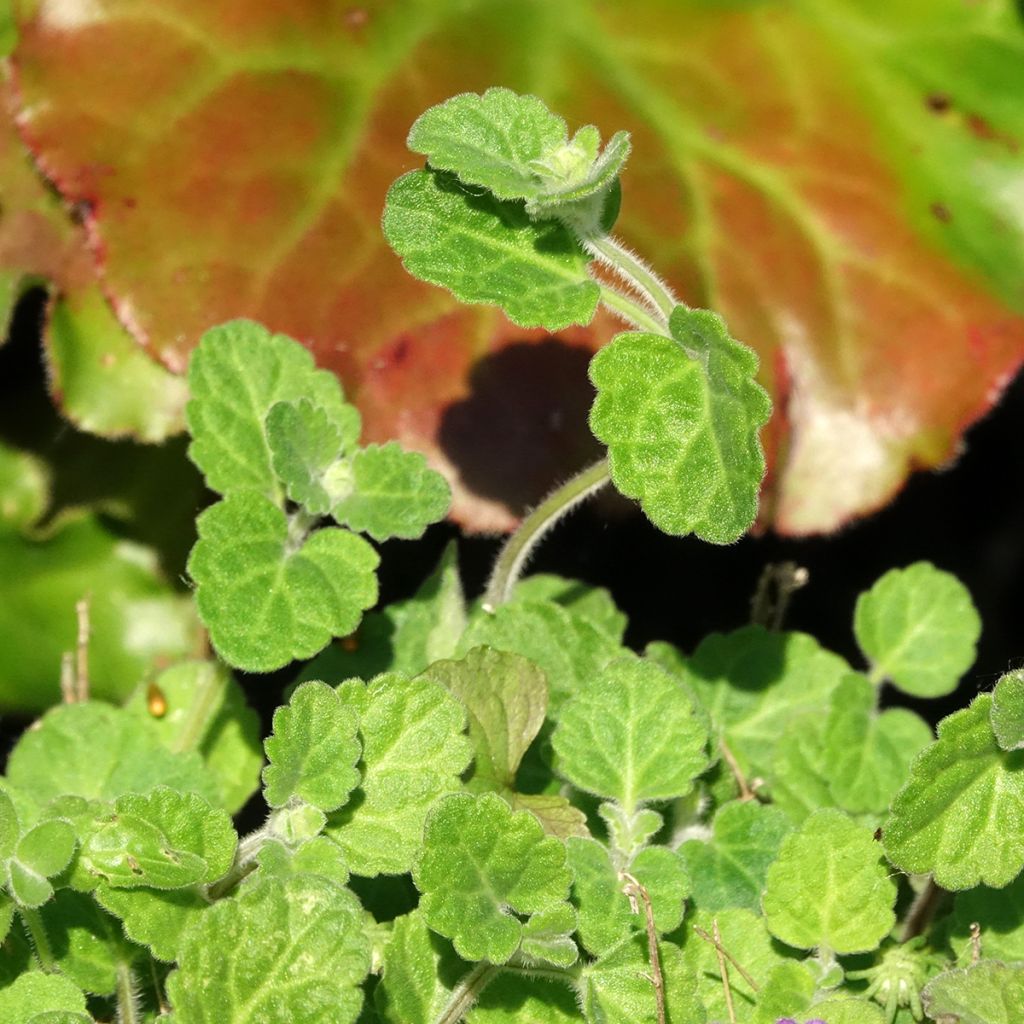 Scutellaria indica var. parviflora - Scutellaire