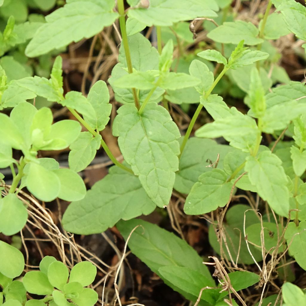 Scutellaria scordiifolia - Scutellaire casquée