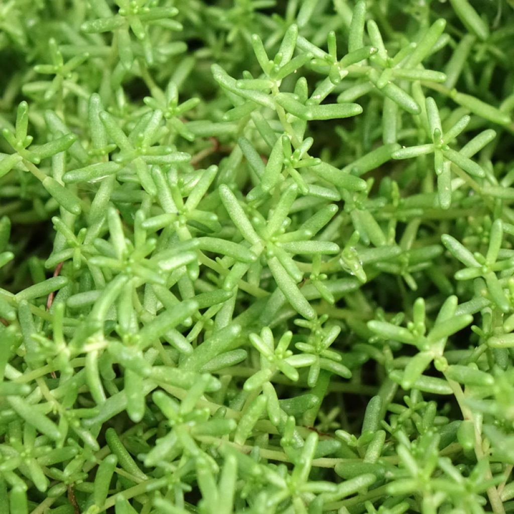 Sedum album Murale - Orpin blanc