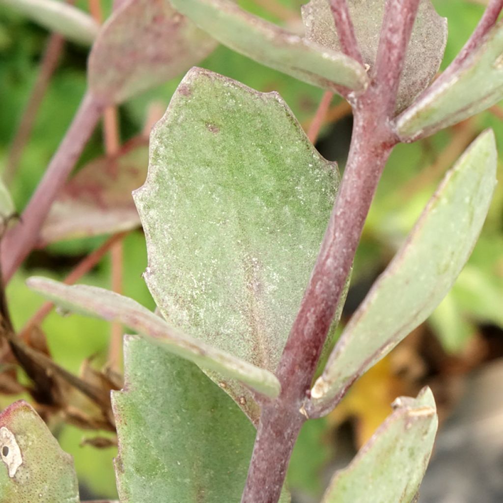 Sedum cauticola Robustum - Orpin