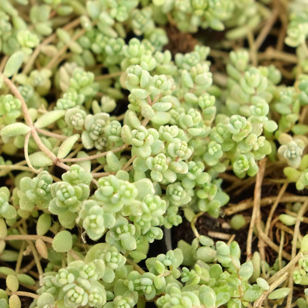 Sedum dasyphyllum - Orpin à feuilles épaisses