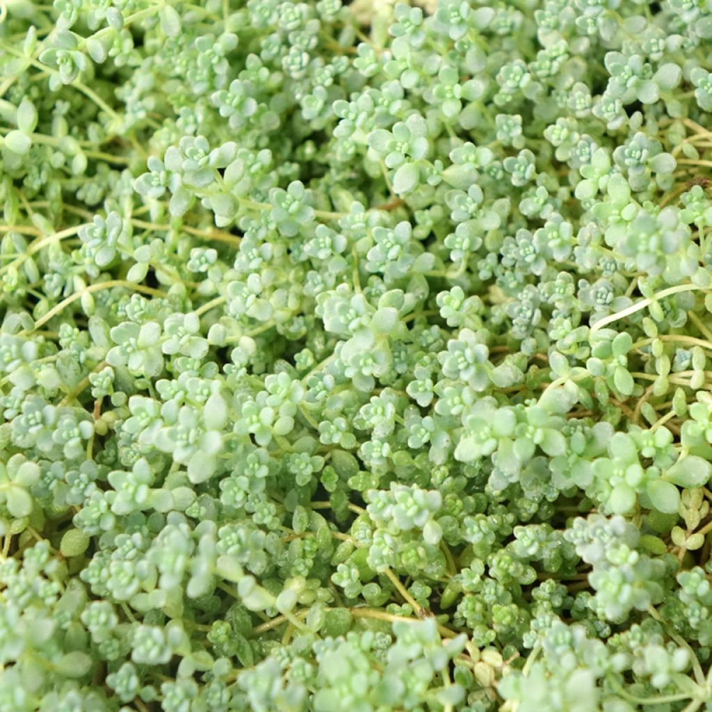 Sedum dasyphyllum - Orpin à feuilles épaisses