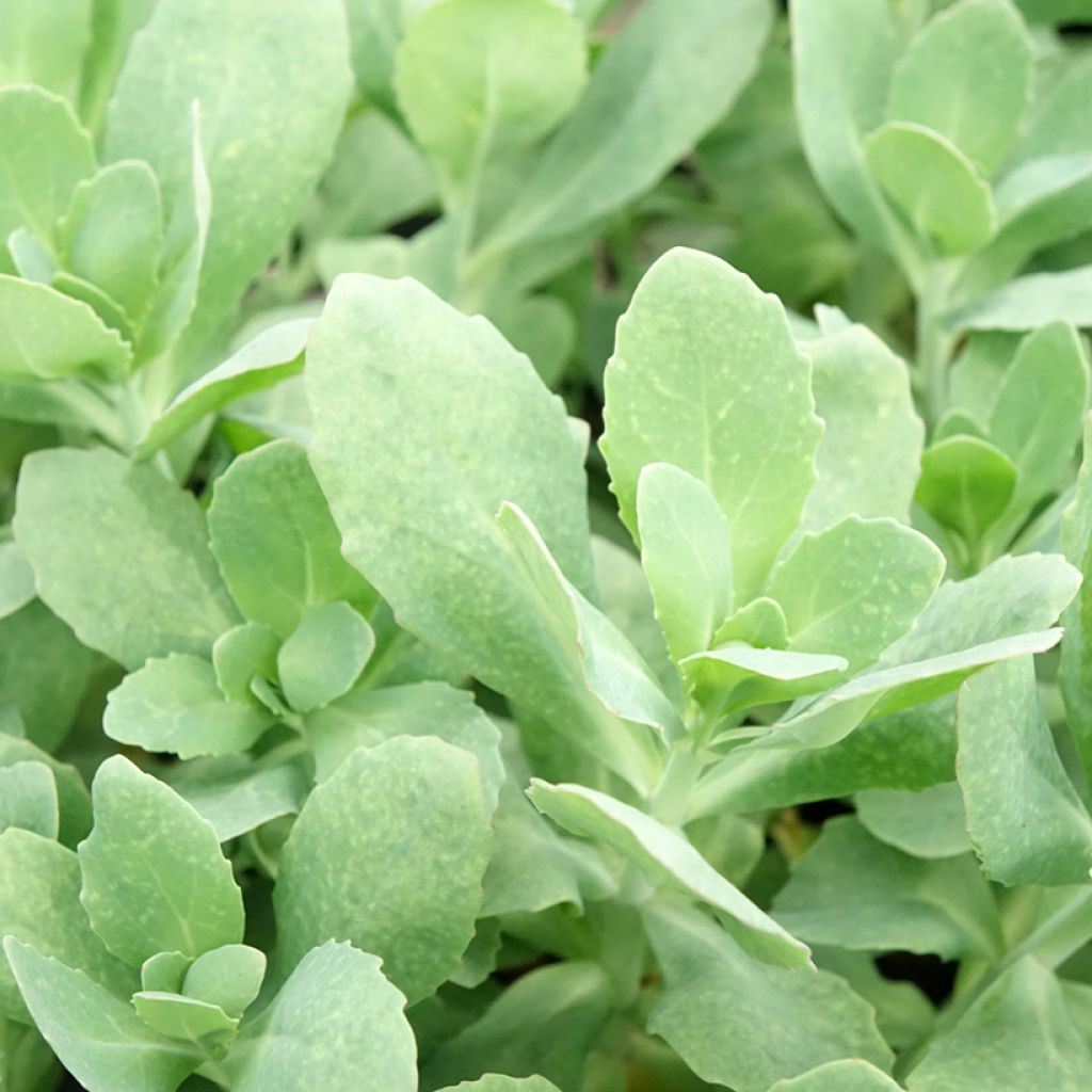 Sedum (Hylotelephium) Class Act - Orpin d'automne