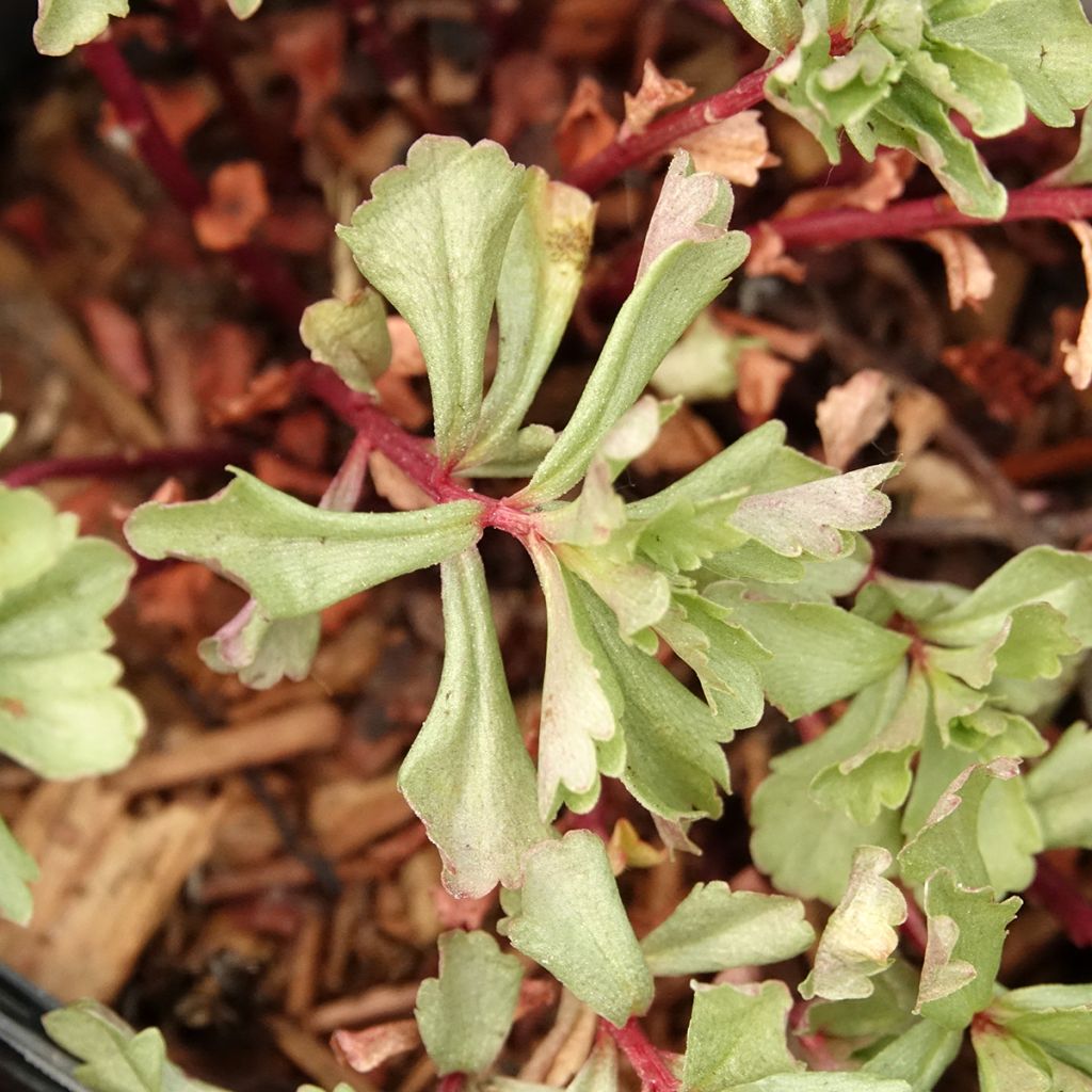 Sedum kamtschaticum - Orpin du Kamtchatka