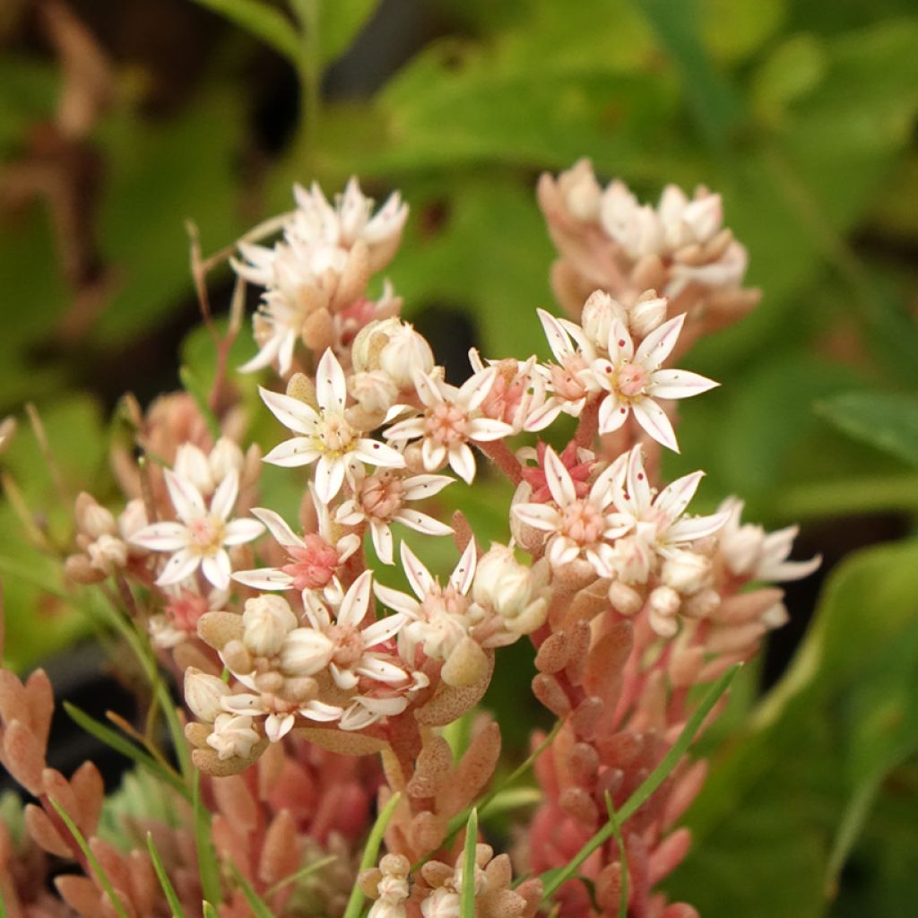 Sedum lydium Glaucum (Sedum hispanicum) - Orpin