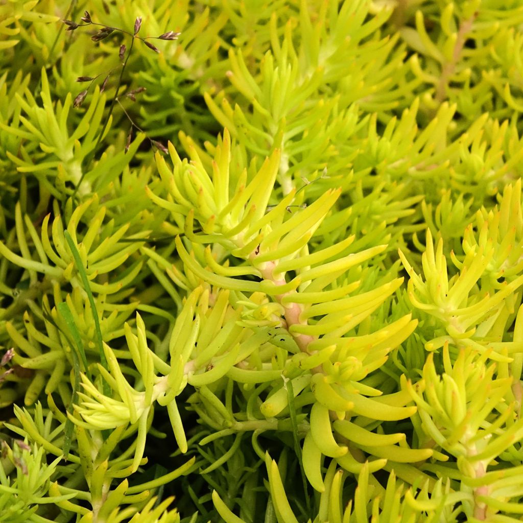 Sedum reflexum Yellow Cushion - Orpin réfléchi