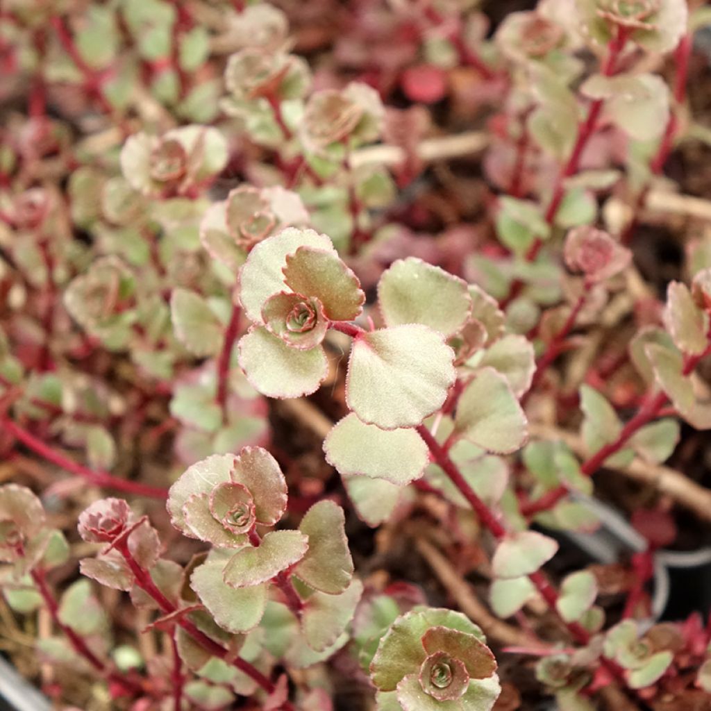 Sedum spurium Fuldaglut - Orpin