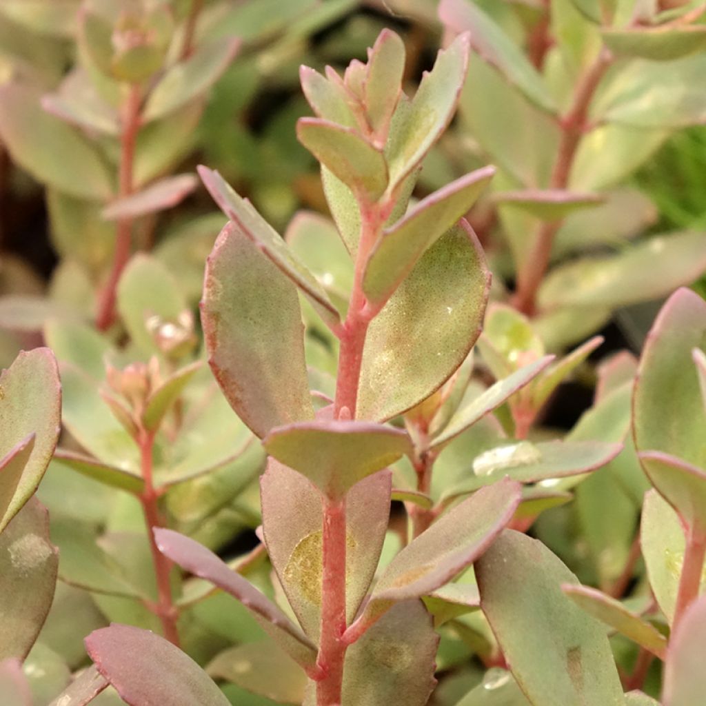 Sedum SUNSPARKLER® Plum Dazzled - Orpin