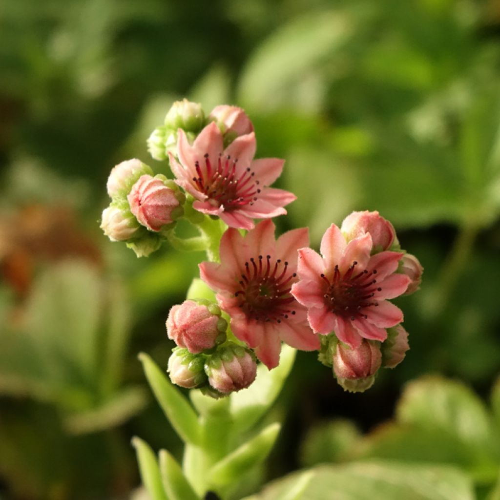 Sempervivum arachnoideum Rubrum