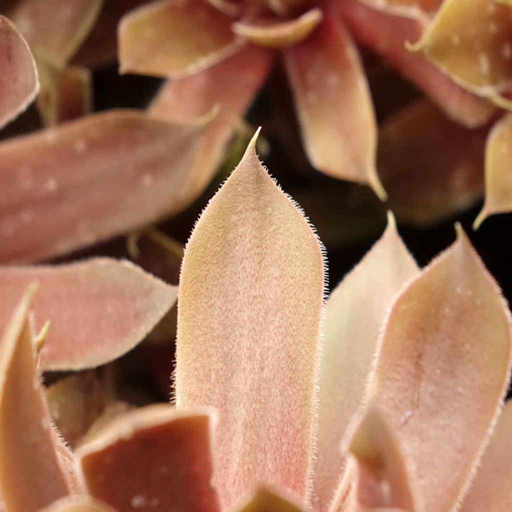 Sempervivum (BigSam series) Ruby Star - Joubarbe
