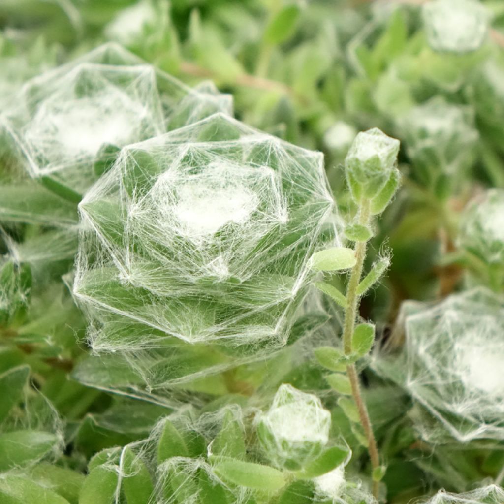 Sempervivum Chick Charms ® Cotton Candy - Joubarbe verte au cœur cotonneux