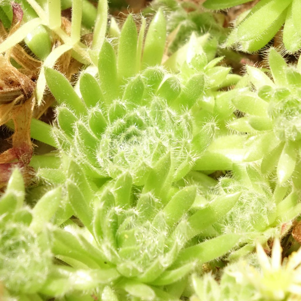 Sempervivum ciliosum var. borisii - Joubarbe ciliée