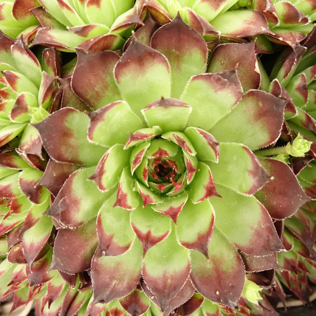 Sempervivum Noir - Joubarbe noire.