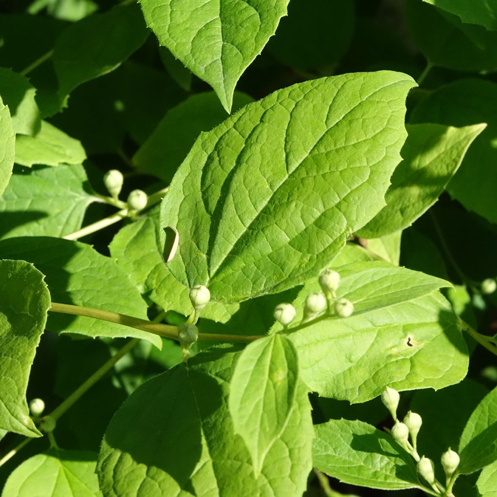 Seringat des jardins - Philadelphus coronarius Godzisz