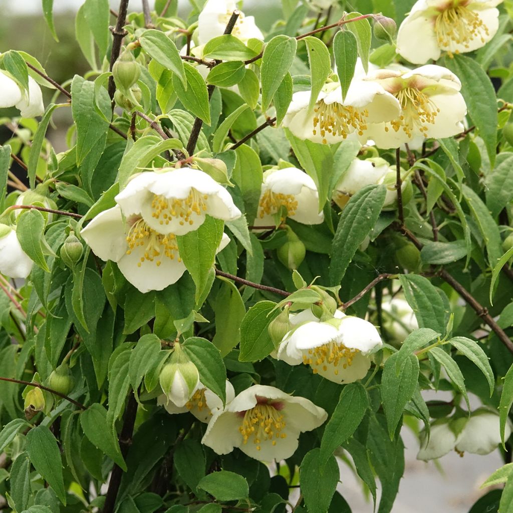 Seringat du Mexique - Philadelphus mexicanus