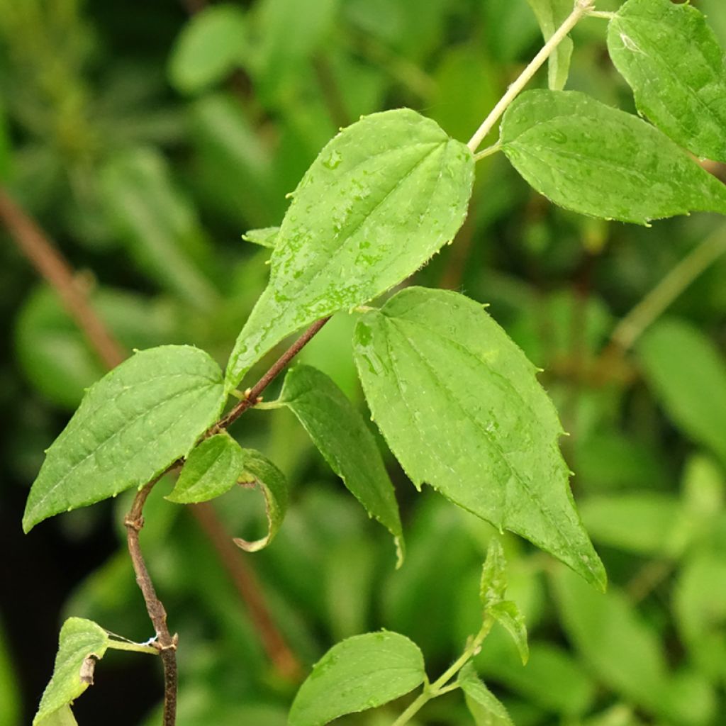 Seringat du Mexique - Philadelphus mexicanus