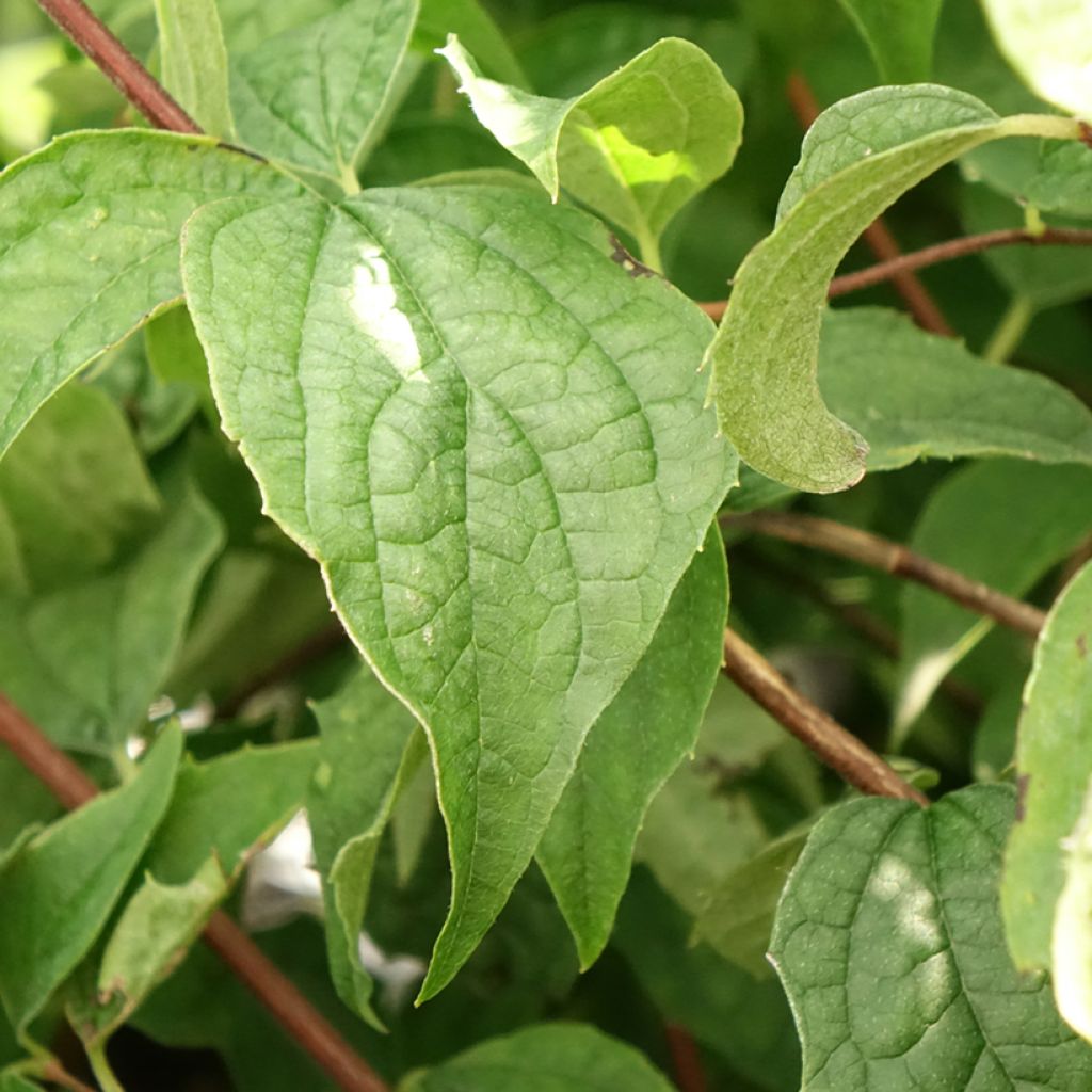 Seringat - Philadelphus Beauclerk