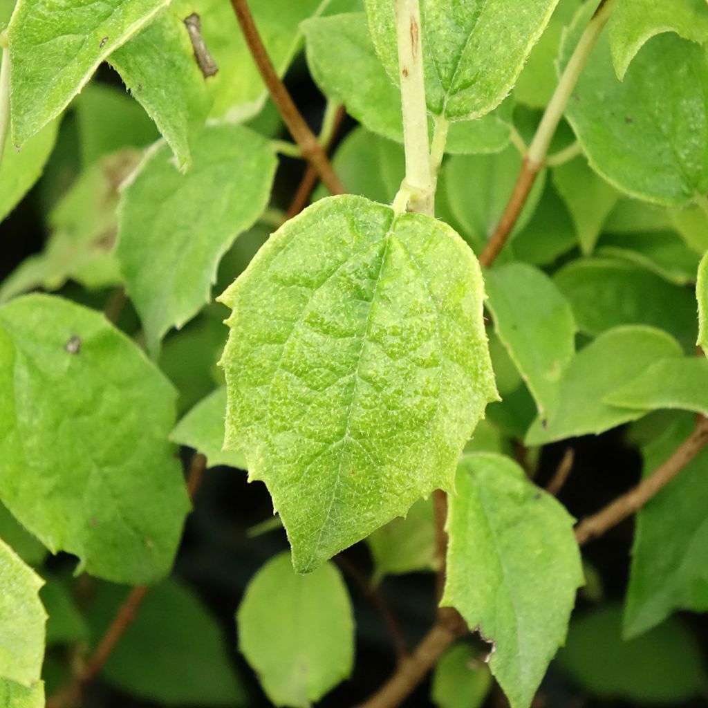Seringat - Philadelphus Frosty Morn