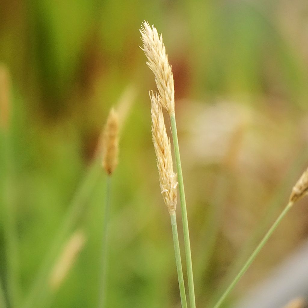 Sesleria nitida - Seslérie