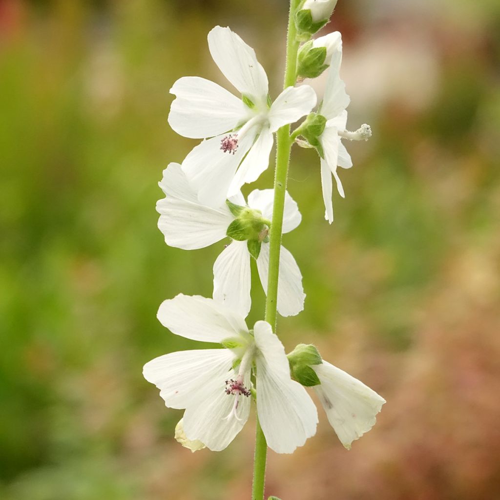 Sidalcea ou sidalcée candida