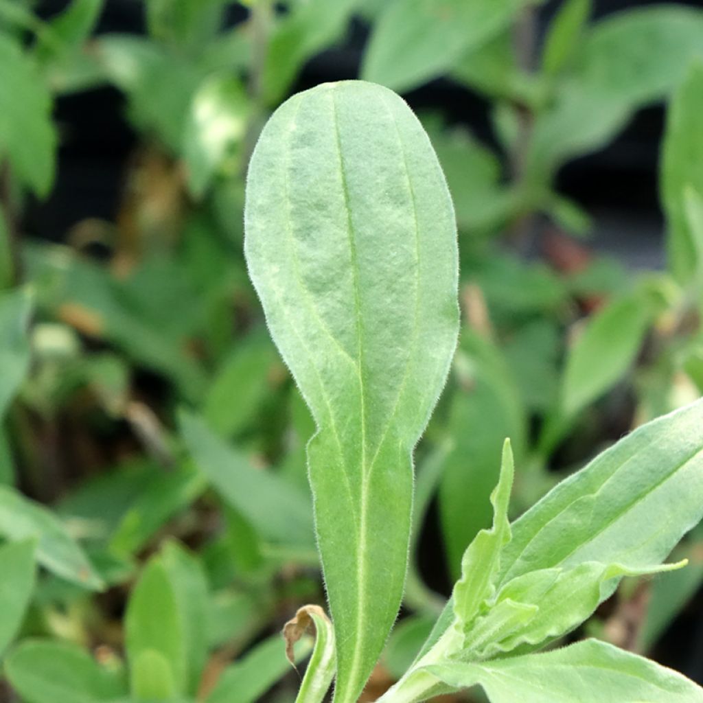 Silene latifolia subsp. alba - Compagnon blanc