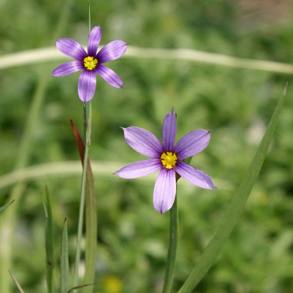 Sisyrinchium bellum 