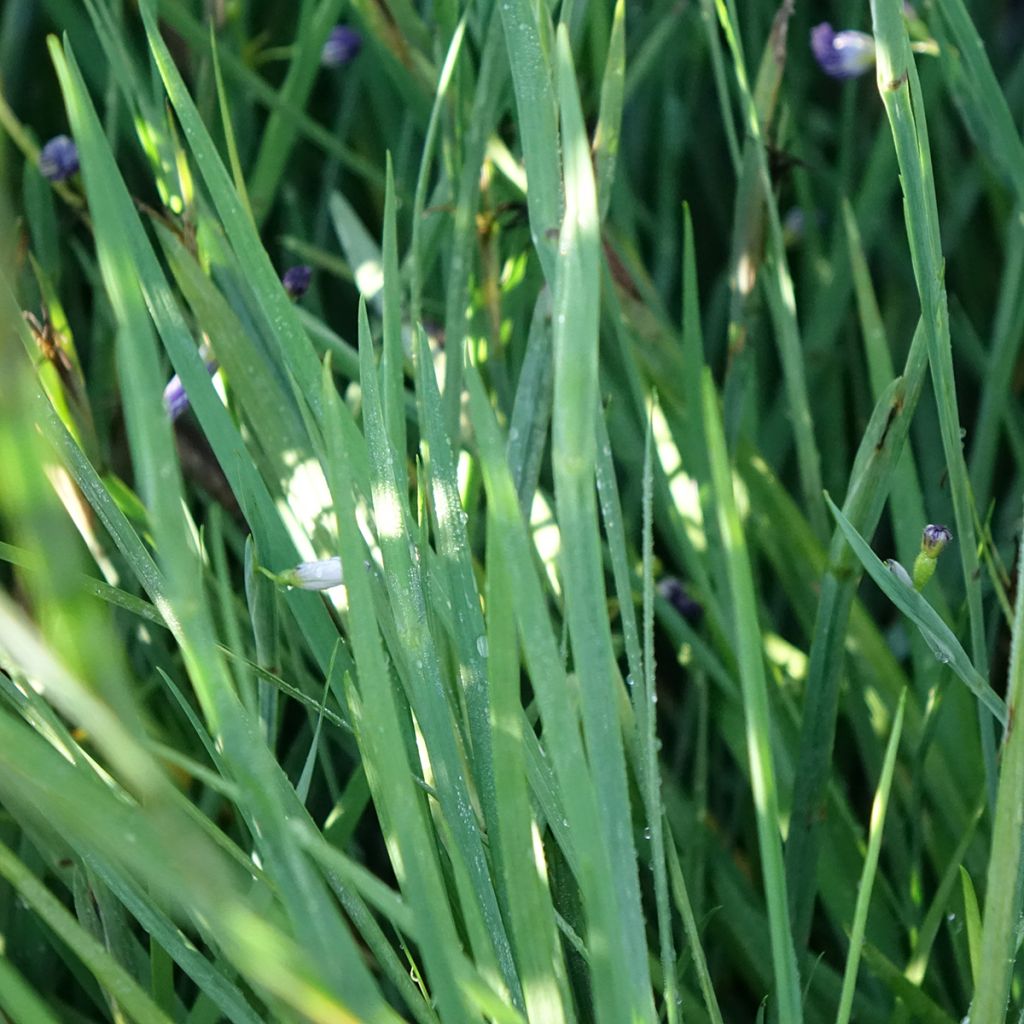 Sisyrinchium Lucerne - Bermudienne hybride