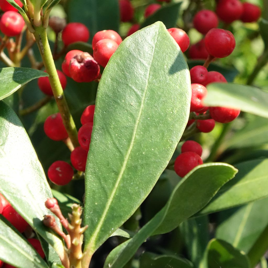 Skimmia japonica Pabella - Skimmia du Japon 