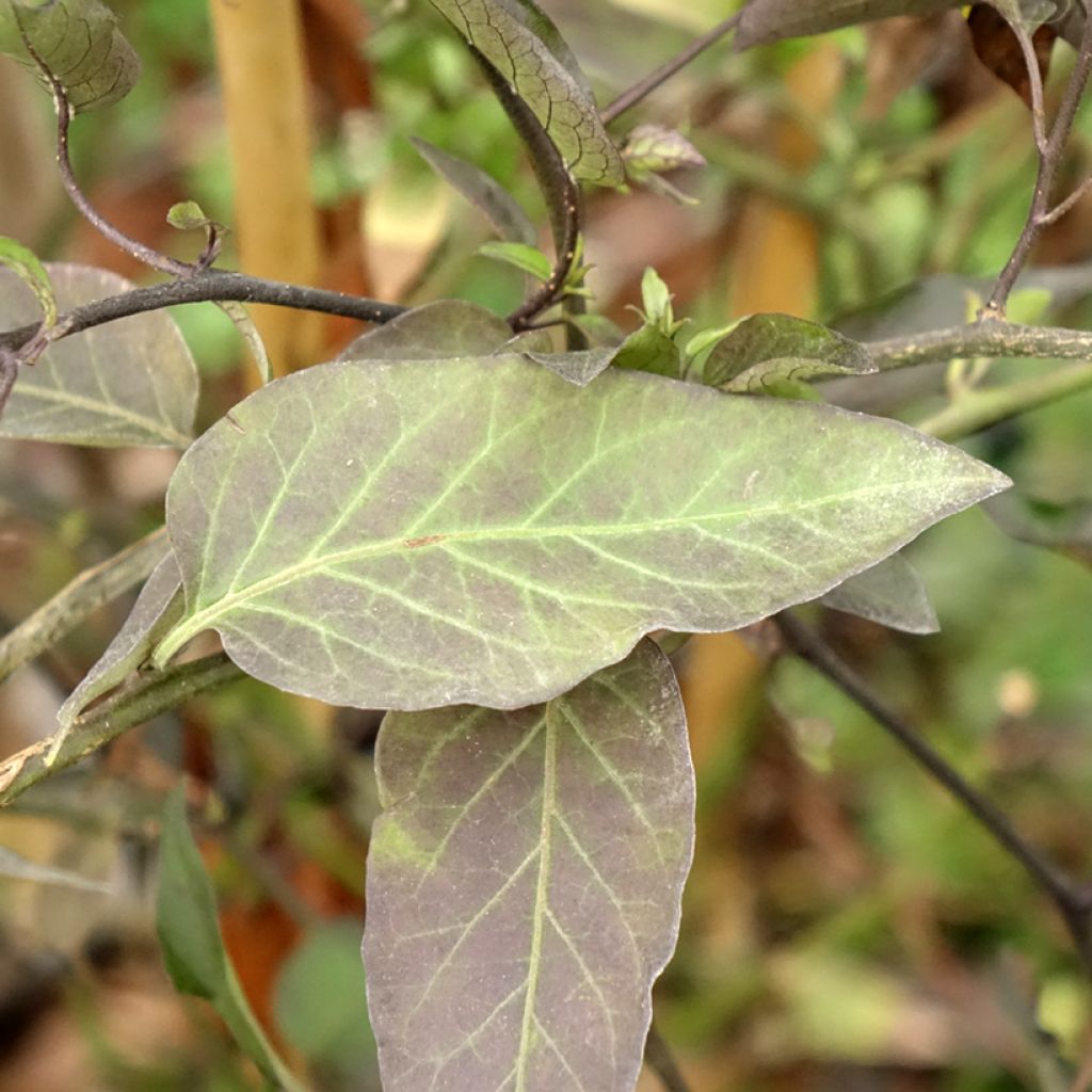 Solanum jasminoides - Morelle faux jasmin