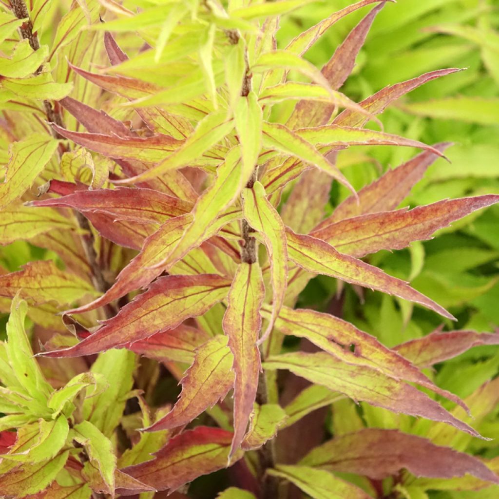 Solidago Spatgold - Verge d'or Spatgold