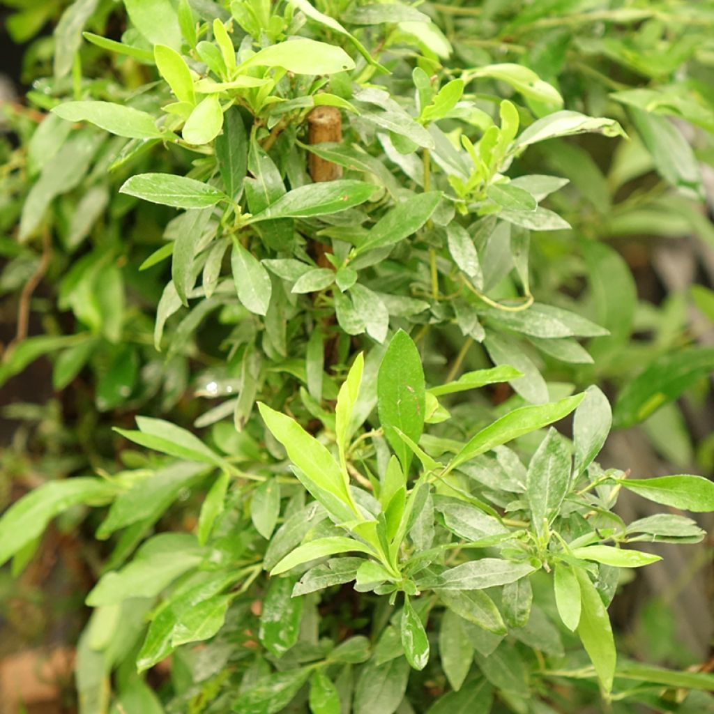 Sollya heterophylla Rosea