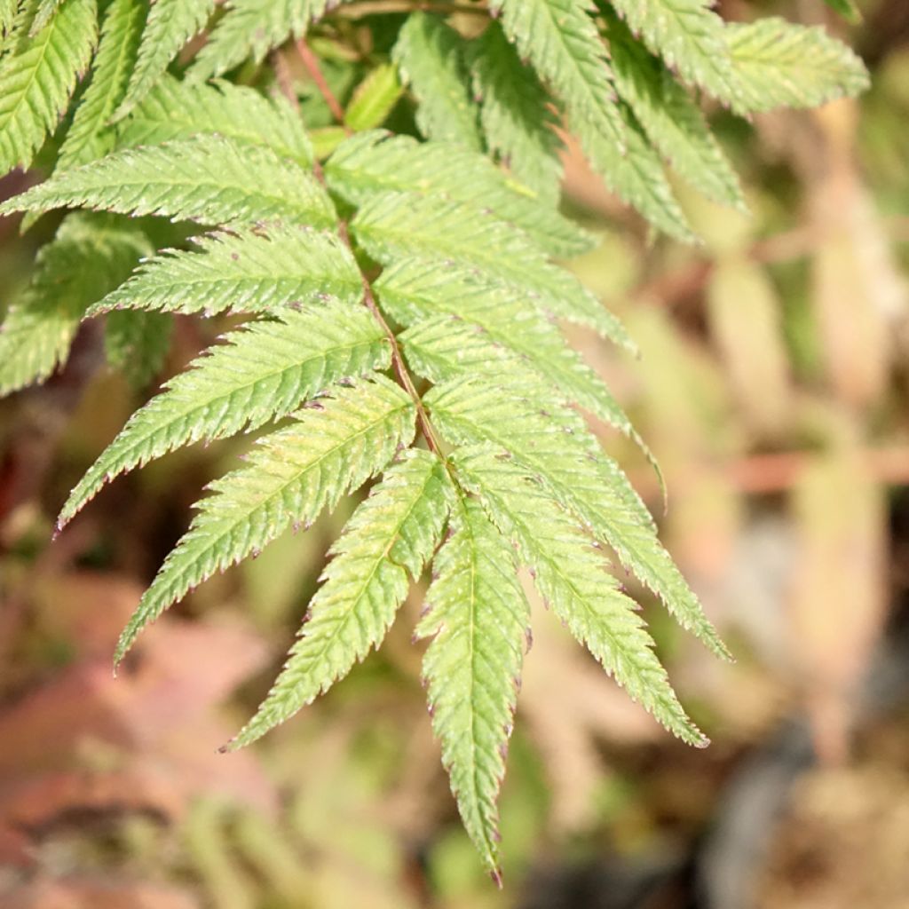 Sorbaria sorbifolia Pink Hopi - Fausse spirée à feuilles de sorbier