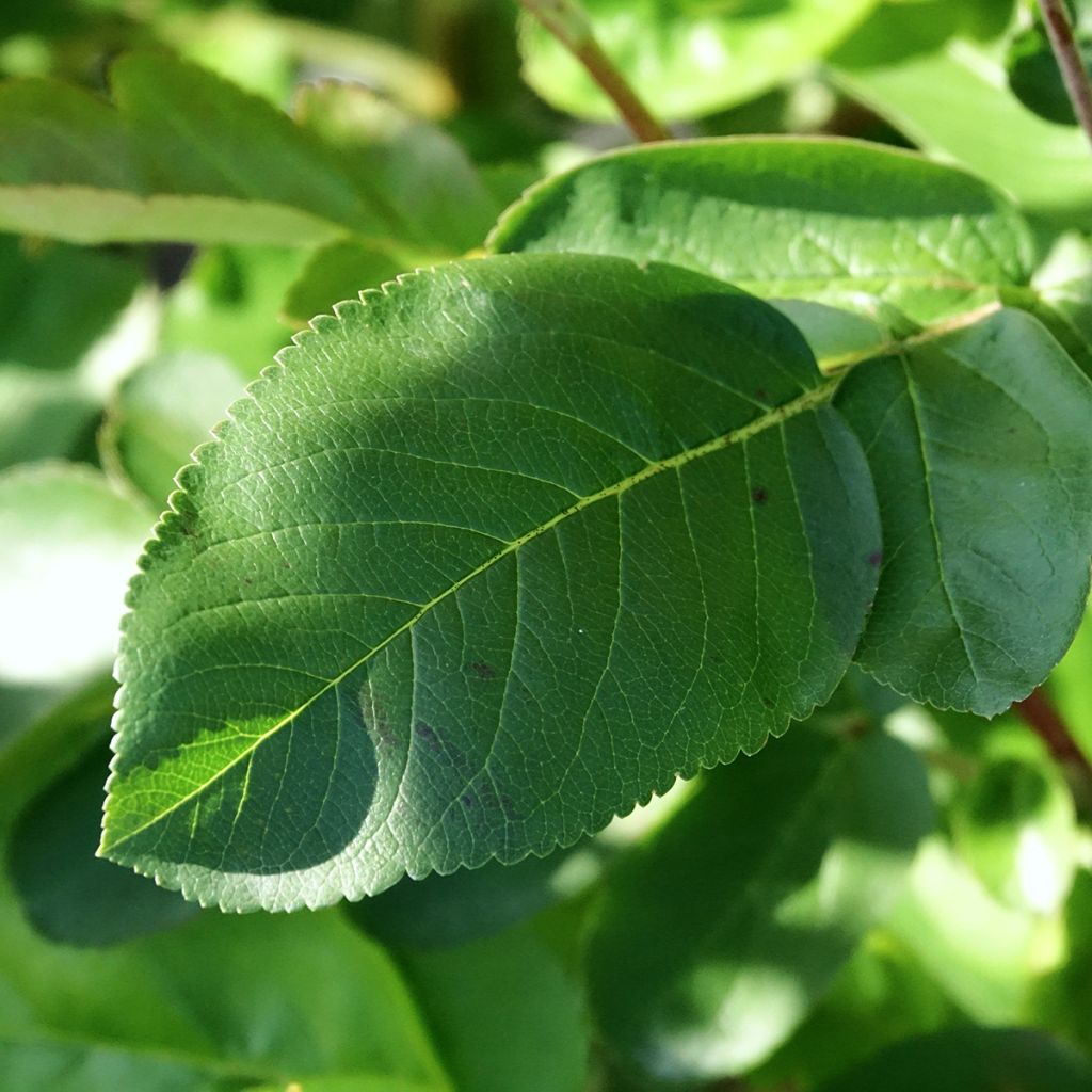 Sorbier hybride - Sorbus Burka