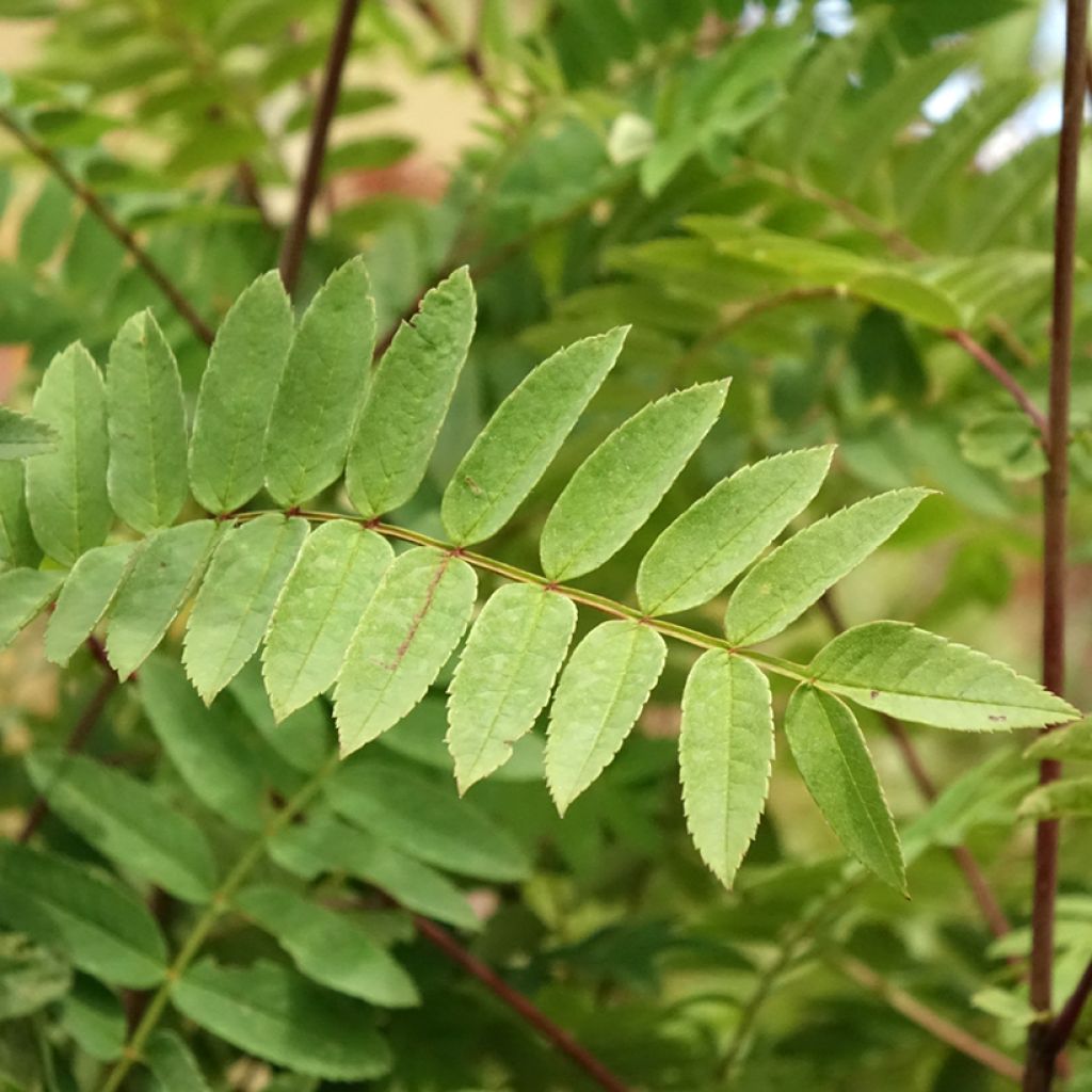 Sorbier - Sorbus arnoldiana Pink Veil
