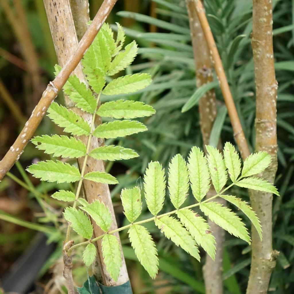Sorbus matsumurana - Sorbier