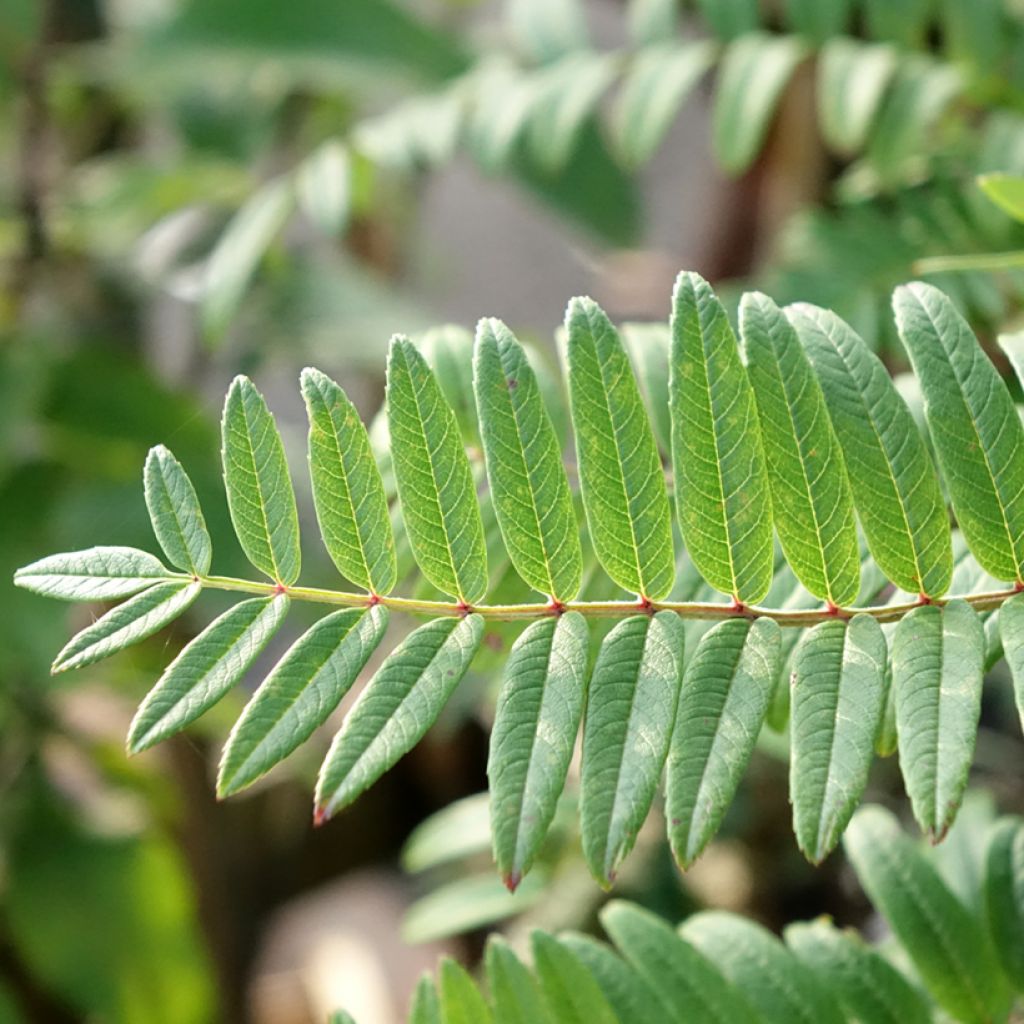 Sorbus scalaris - Sorbier à feuilles de fougère