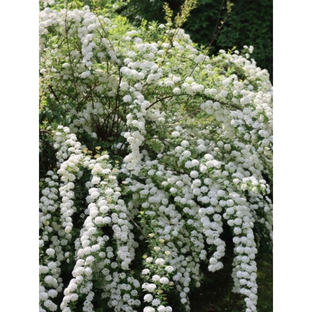 Spiraea vanhouttei - Spirée de Van Houtte