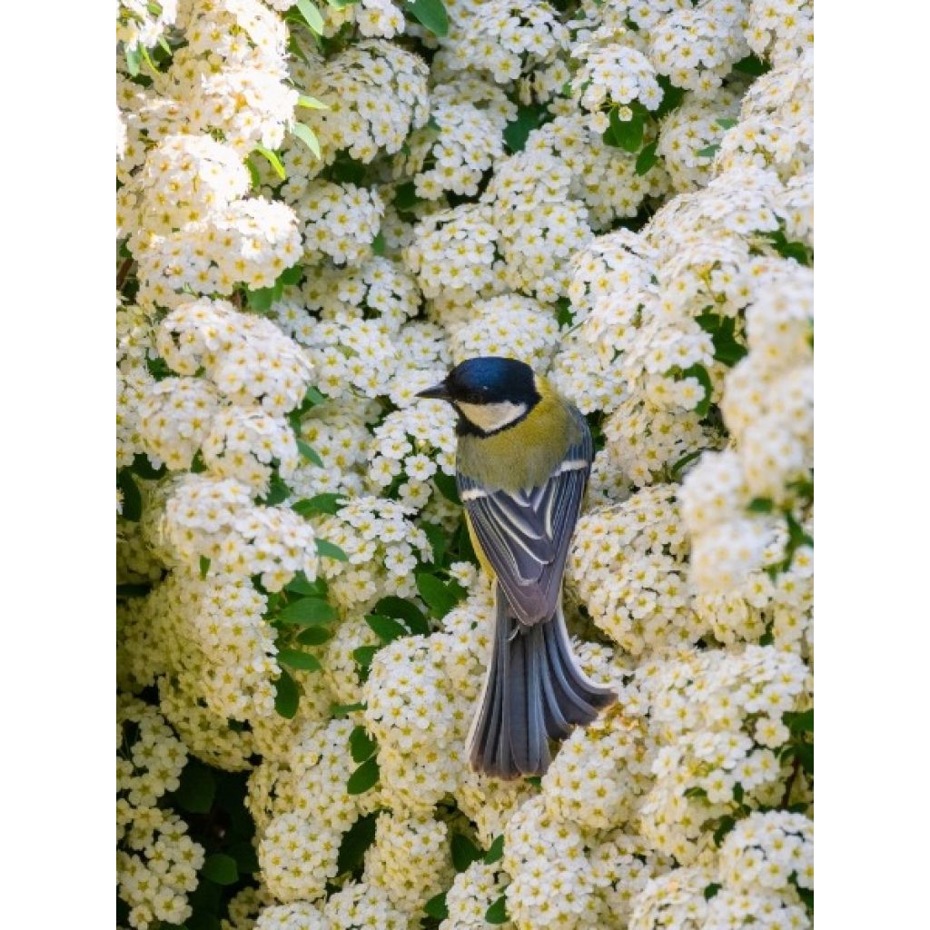 Spiraea vanhouttei - Spirée de Van Houtte