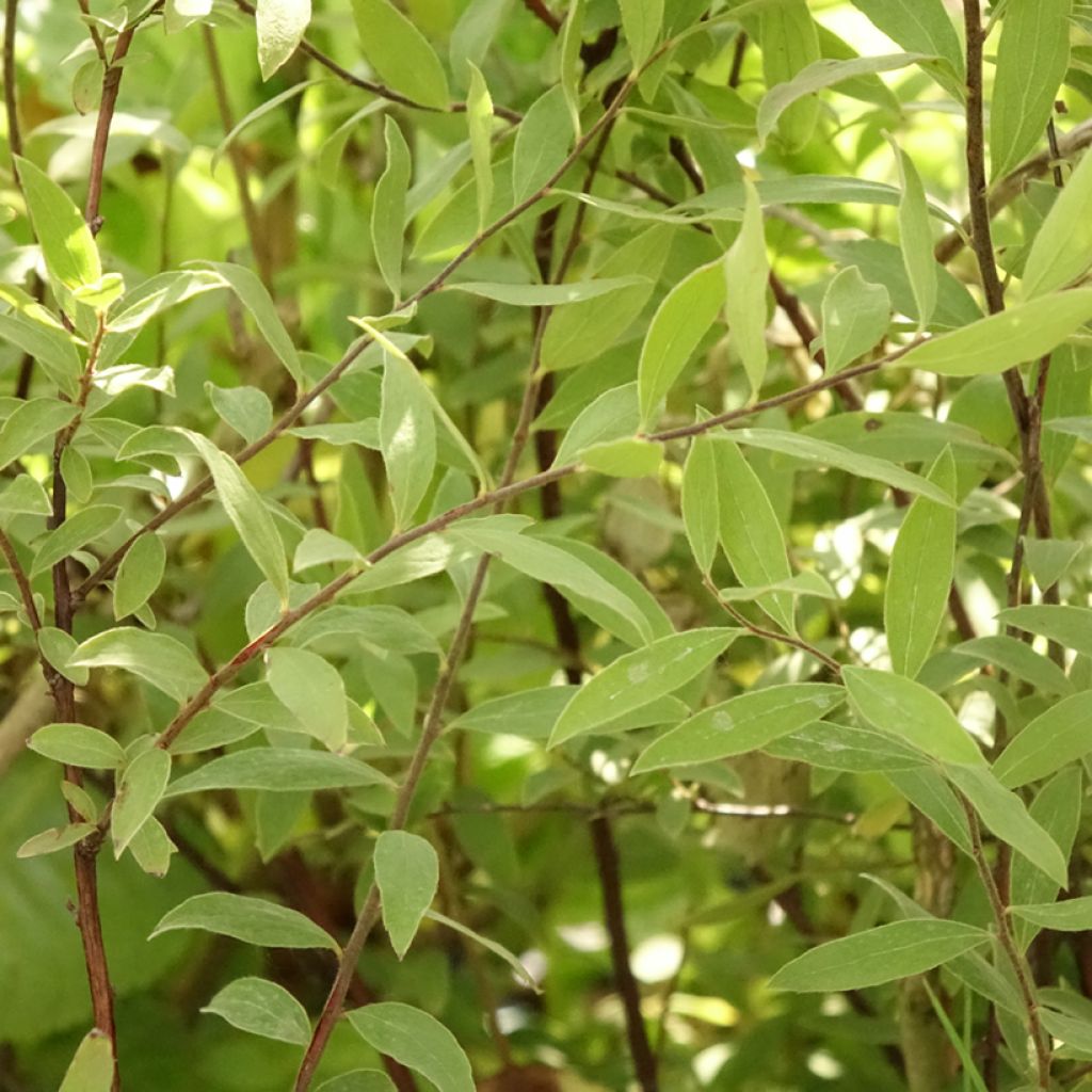 Spiraea cinerea Grefsheim - Spirée dentelée 
