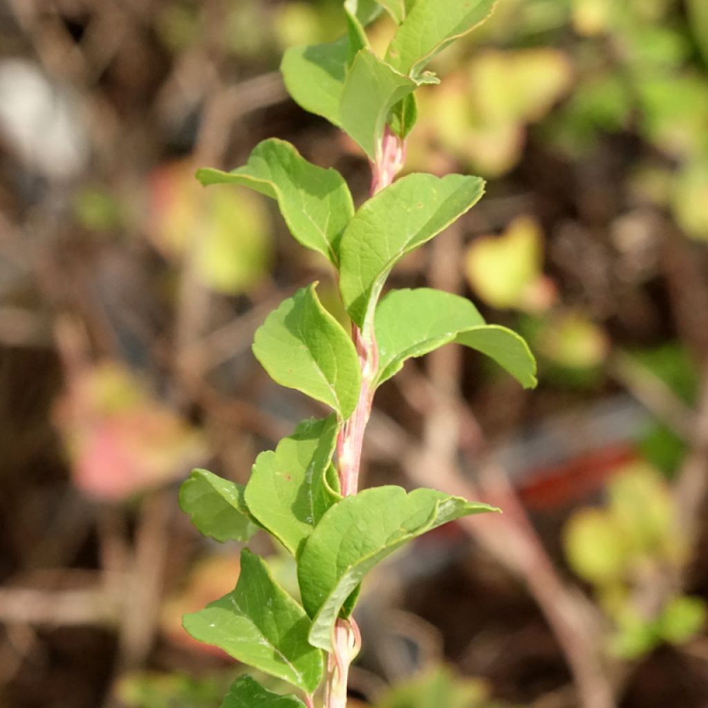 Spiraea nipponica June Bride - Spirée japonaise