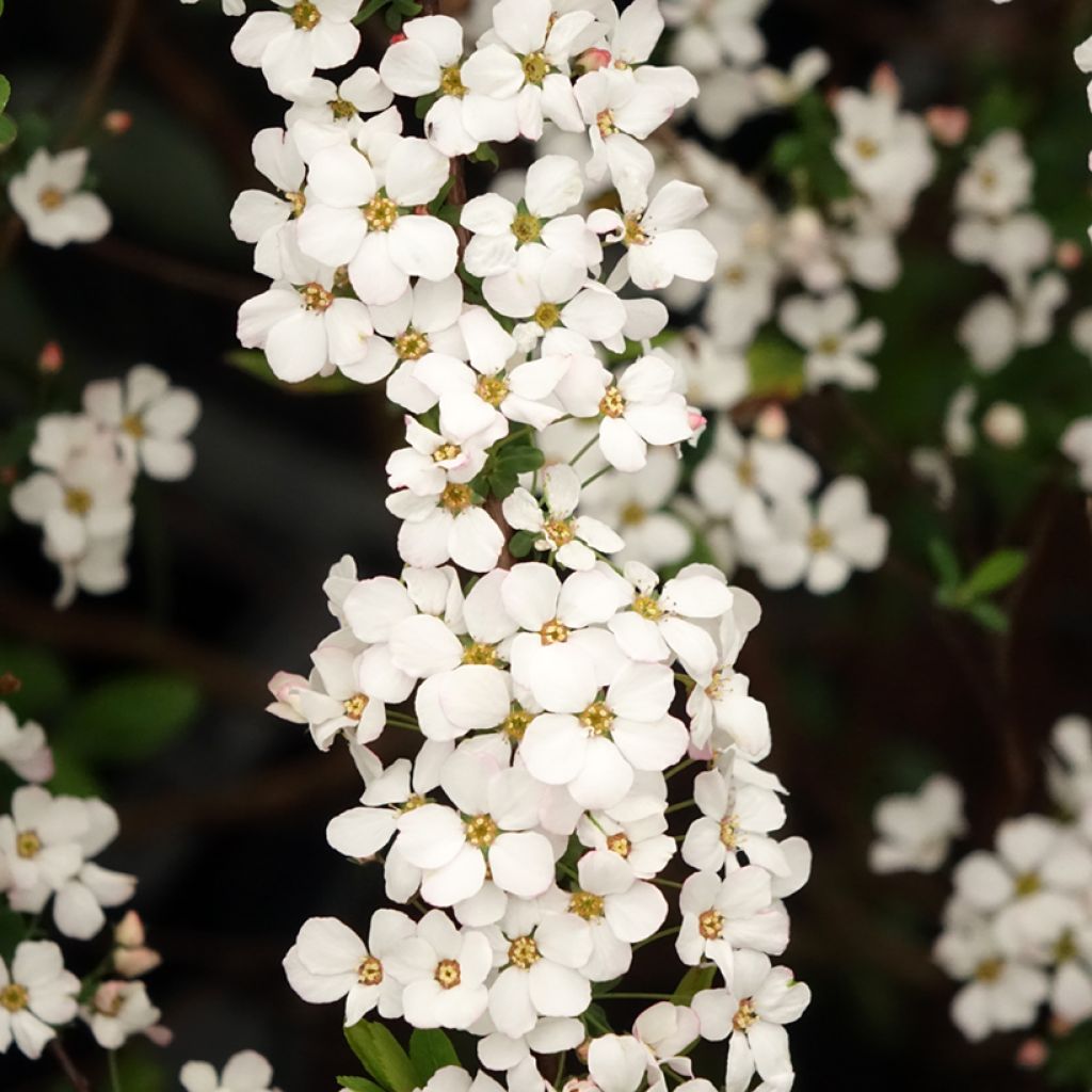 Spiraea thunbergii Fujino Pink - Spirée de Thunberg