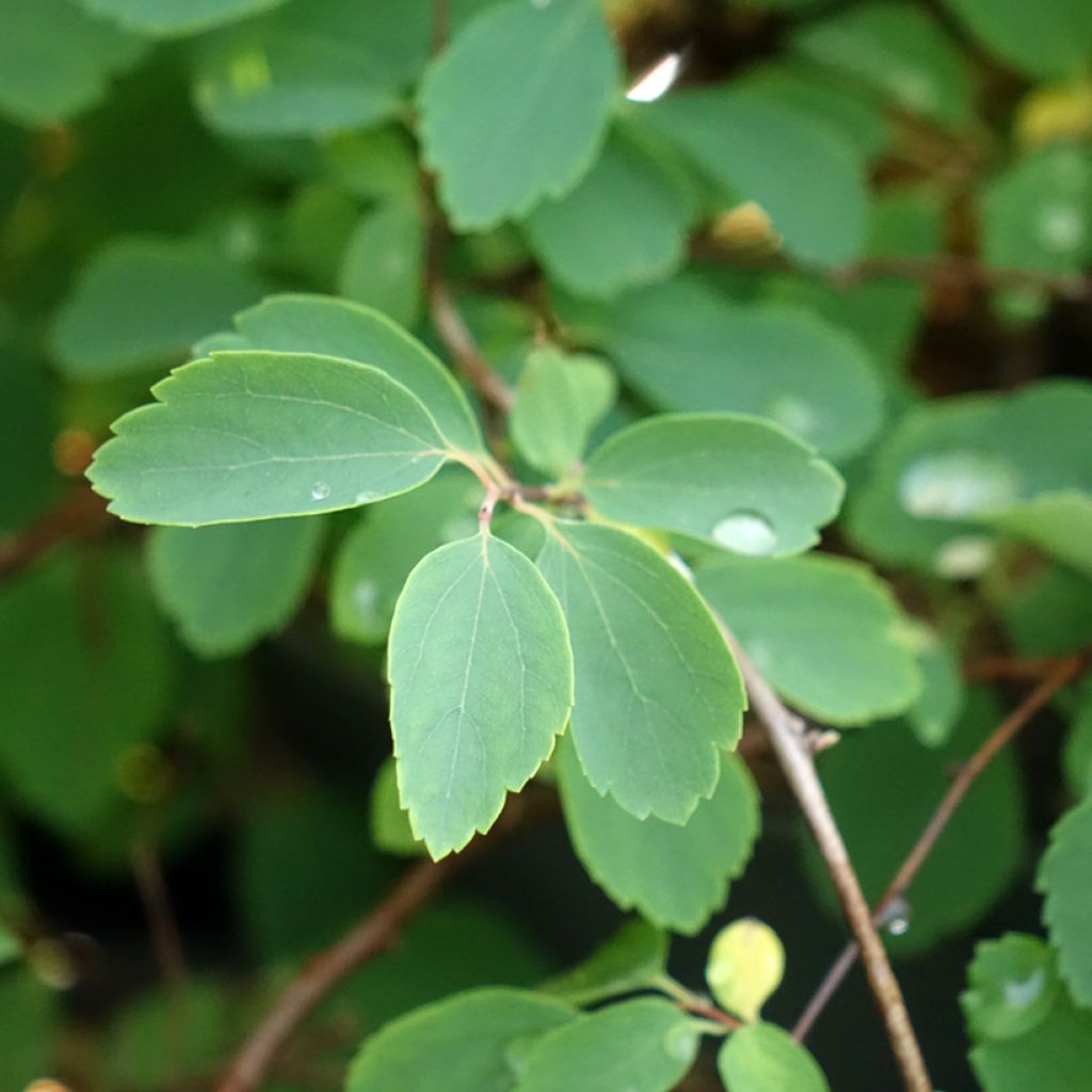 Spiraea vanhouttei - Spirée de Van Houtte